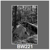 BW221