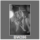 BW286