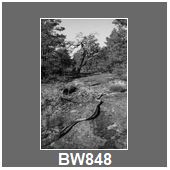 BW848