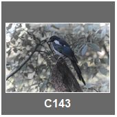 C143