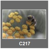 C217