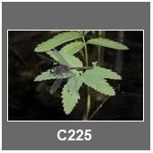 C225