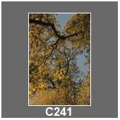 C241