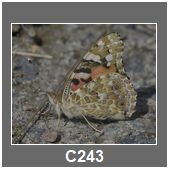 C243