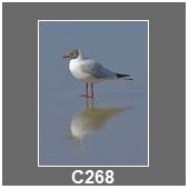 C268