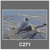 C271