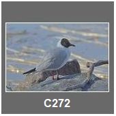 C272