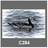 C284