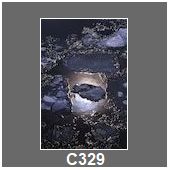C329
