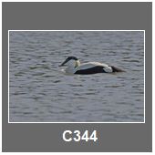 C344
