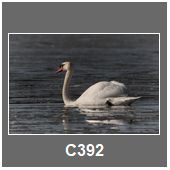 C392