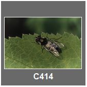 C414