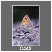 C442
