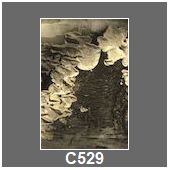 C529
