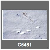 C6461