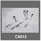 C6513