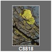 C8818